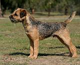 Border Terrier 9Y325D-033